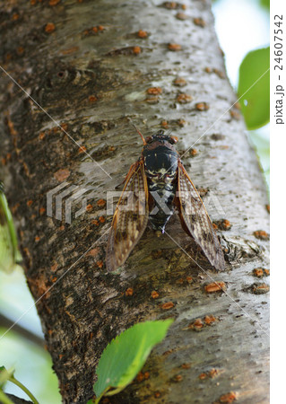 桜の木で鳴くアブラゼミのオス 24607542