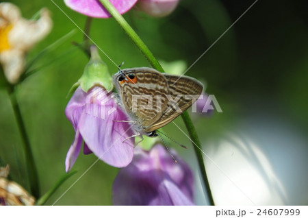 ウラナミシジミ 24607999