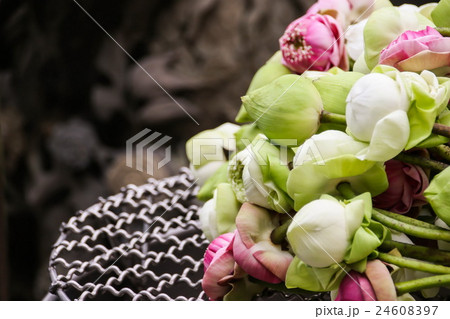 Lotus for respect buddha Lotus for respect buddha 24608397