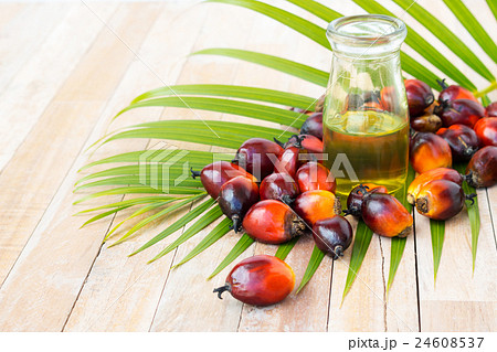 Commercial palm oil cultivation. Since palm oil Commercial palm oil cultivation. Since palm oil 24608537