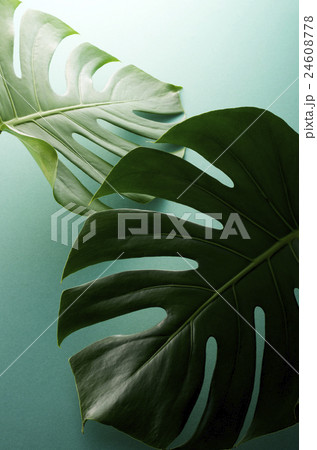 モンステラ モンステラ 24608778
