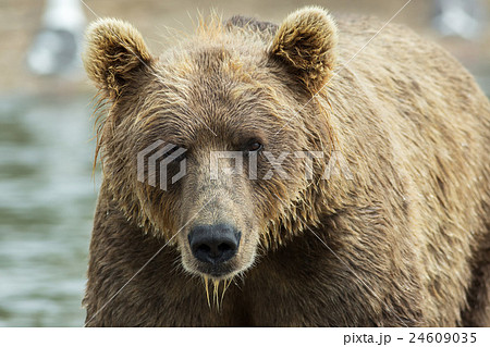 Portrait of a brown bear close up. Kurile Lake. 24609035