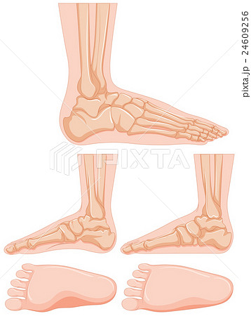 Diagram of human foot bone Diagram of human foot bone 24609256