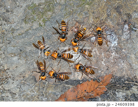 オオスズメバチ オオスズメバチ 24609398