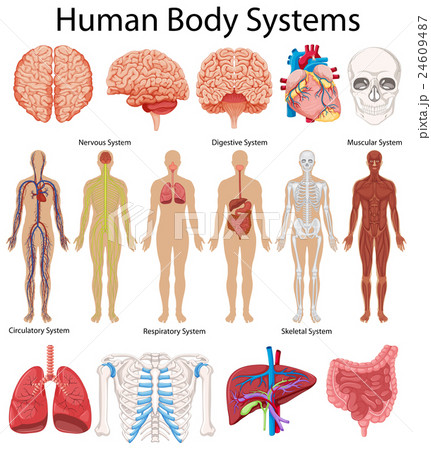 Diagram showing human body systems 24609487