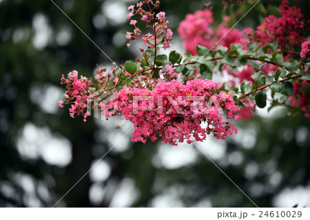 サルスベリの花 サルスベリの花 24610029
