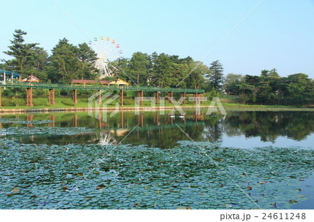 早朝の岡崎南公園(愛知県岡崎市) 早朝の岡崎南公園(愛知県岡崎市) 24611248