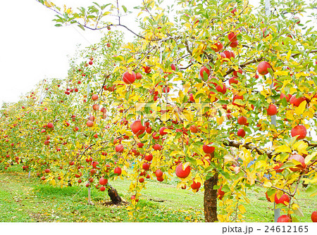 りんごの木の写真素材