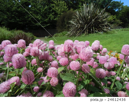 初秋の可愛いぽんぽん咲きの花セニチコウの桃色の花の写真素材