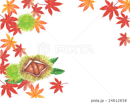 栗 もみじ 水彩イラスト 栗 もみじ 水彩イラスト 24612658