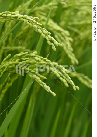 夏の稲 夏の稲 24612665