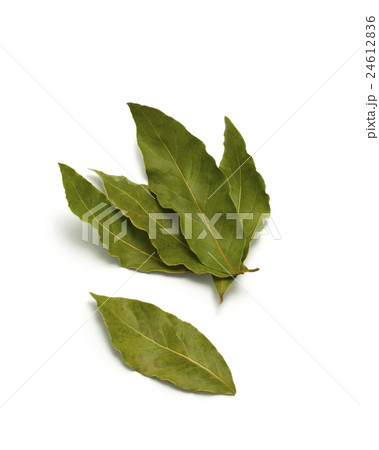 Bay leaves isolated 24612836