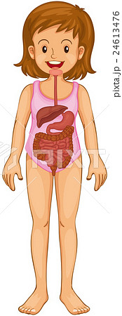 Digestive system in human 24613476