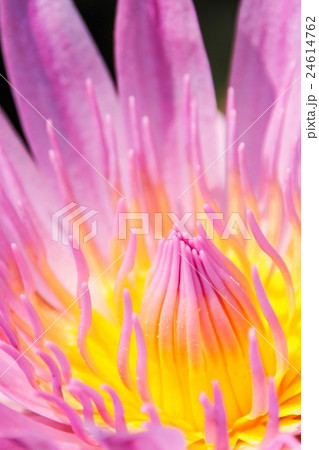 Pink lotus in the pond Pink lotus in the pond 24614762