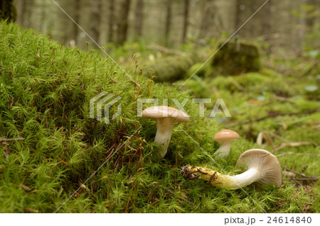 シロエノクギタケ_20160906 24614840