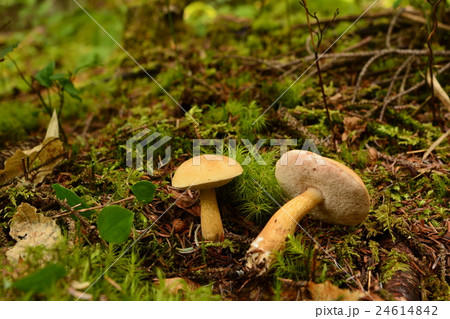 ニガイグチ_20160729 24614842