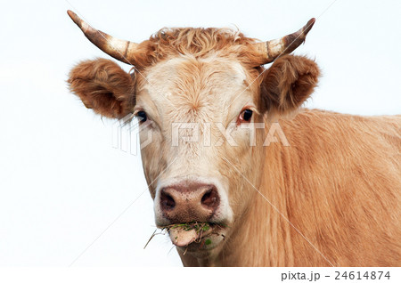 Head of eating cow 24614874