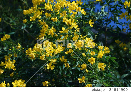 花旃那ハナセンナ アンデスの乙女 花旃那ハナセンナ アンデスの乙女 24614900