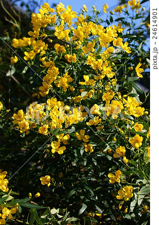 花旃那ハナセンナ アンデスの乙女の写真素材