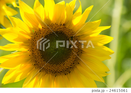 sunflower with a bee 24615061