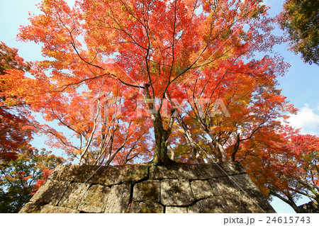 岡城跡の紅葉 岡城跡の紅葉 24615743