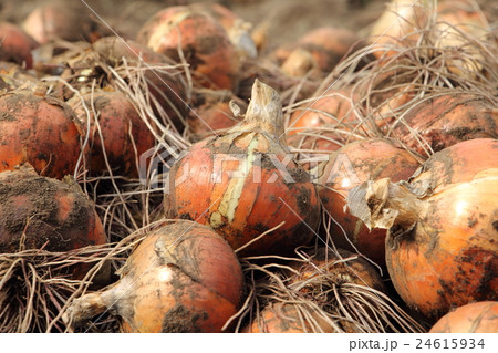 タマネギ畑 タマネギ畑 24615934