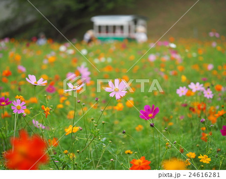人車とコスモスの花 24616281