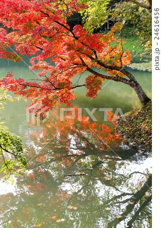 水面と紅葉の枝(用作公園の紅葉) 水面と紅葉の枝(用作公園の紅葉) 24616456