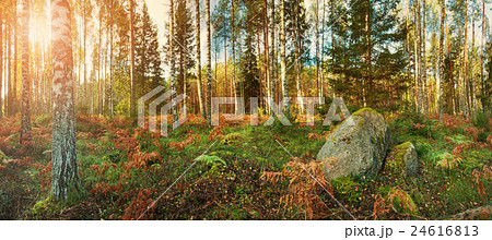 birch and fir forest panorama 24616813