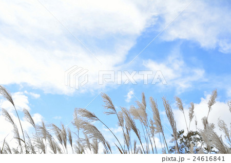 すすきと秋の空 24616841