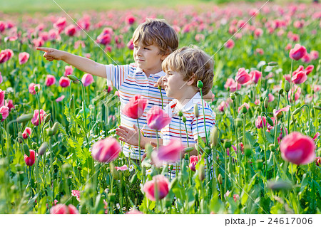 Two little kid boys in blooming poppy field 24617006