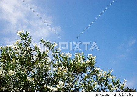 新緑と青空 24617066