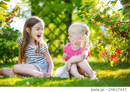 Two adorable little sisters picking red currants 24617437