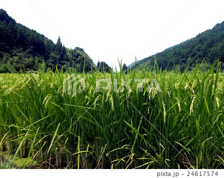 うきは　稲穂の夏 24617574