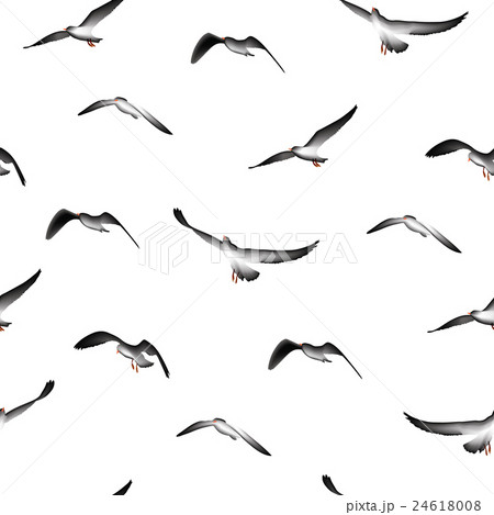 Black and white seagulls 24618008