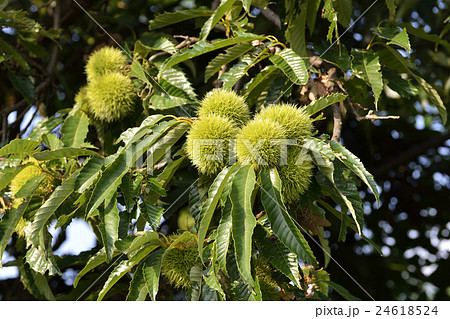青い栗の実 青い栗の実 24618524