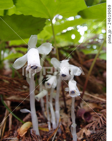 ぎんりょうそう-縦 24619069