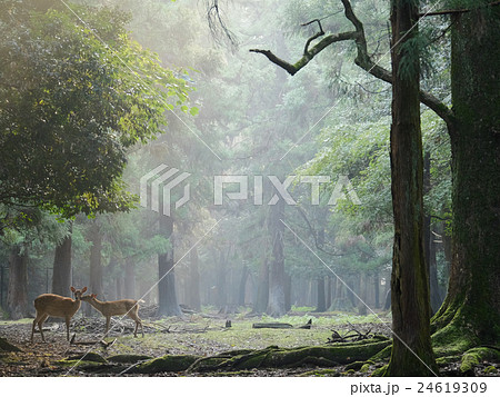 静かの森　#2 24619309