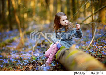 Adorable little girl picking the first flowers Adorable little girl picking the first flowers 24620134