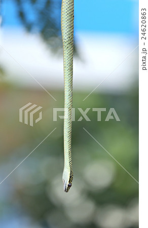 Head of Oriental whip snake hanging from tree. Head of Oriental whip snake hanging from tree. 24620863