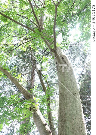 ムクノキ 24621178