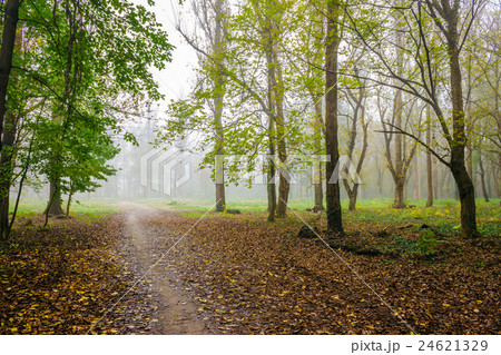 cold fog in autumn forest 24621329