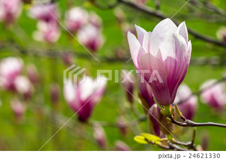 magnolia flowers close up on a green background magnolia flowers close up on a green background 24621330