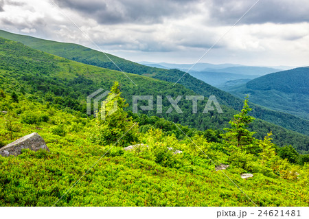 pine tree on hillside under cloudy sky 24621481