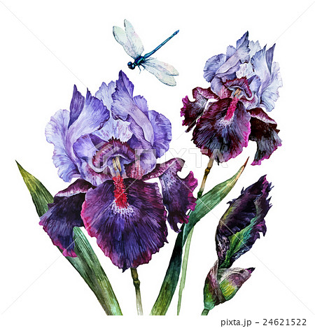 Watercolor Iris isolated Watercolor Iris isolated 24621522