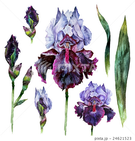 Watercolor Iris isolated Watercolor Iris isolated 24621523