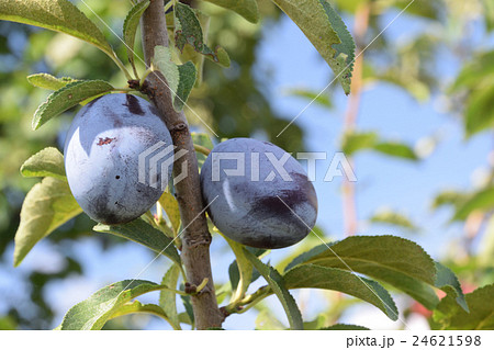 プルーンの実 24621598