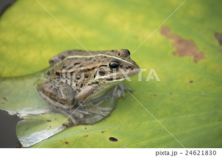 蓮の葉のトウキョウダマガエル（茶色） 24621830