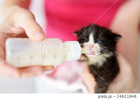 Feeding orphan kitten with milk replacement Feeding orphan kitten with milk replacement 24621848