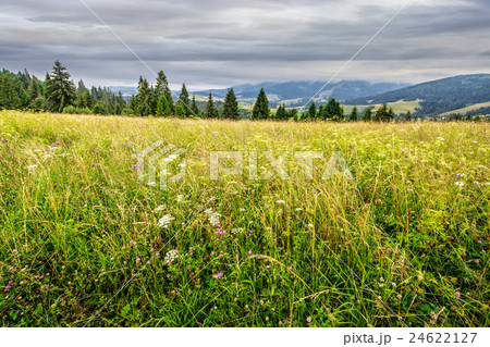 large meadow with herbs, trees in mountain area large meadow with herbs, trees in mountain area 24622127